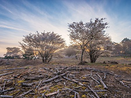 MPP813 - Spring Bushes at Sunrise - 18x12 For Sale